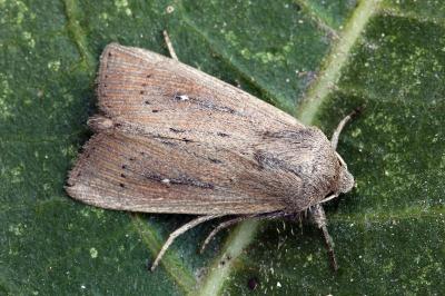 Leucania obsoleta