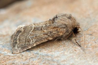 Luperina nickerlii