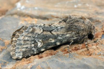 Luperina nickerlii