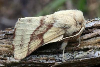 Malacosoma castrense