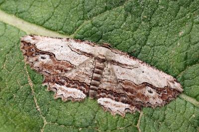 Menophra abruptaria