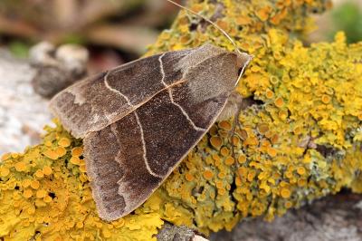 Minucia lunaris