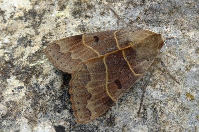 Minucia lunaris