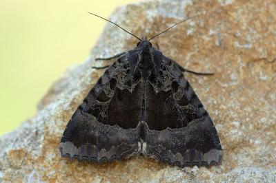 Mormo maura
