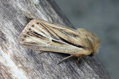 Mythimna anderreggii