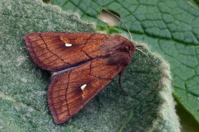Mythimna conigera