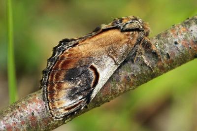 Notodonta ziczac