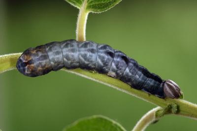 Notodonta ziczac