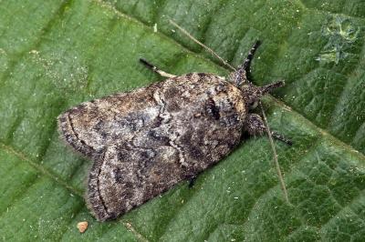 Nycteola columbana