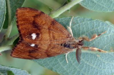 Orgyia antiqua
