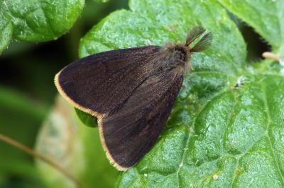 Orgyia aurolimbata