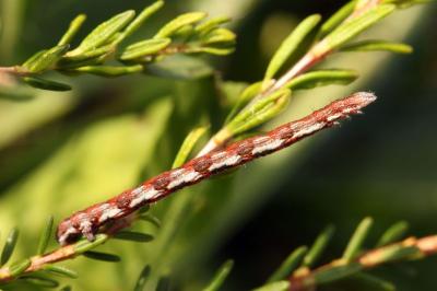 Pachycnemia hippocastanaria hippocastanaria