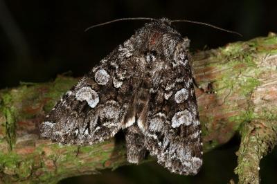 Papestra biren