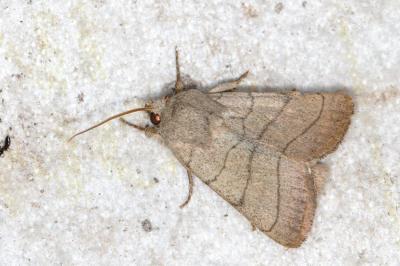 Charanyca trigrammica