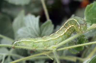 Periphanes cora