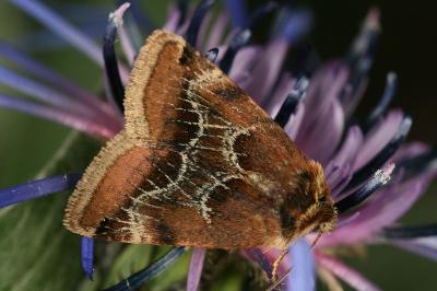 Periphanes cora