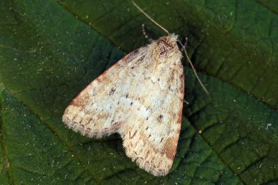 Photedes minima