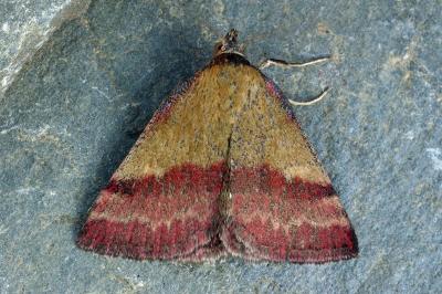 Phytometra viridaria