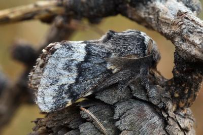 Poecilocampa alpina canensis