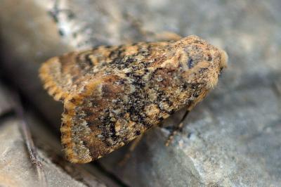 Polymixis argillaceago