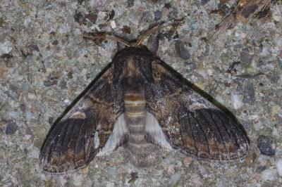 Notodonta tritophus