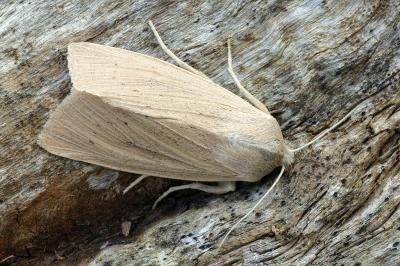 Rhizedra lutosa