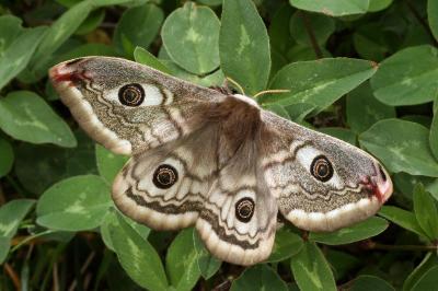 Saturnia pavoniella