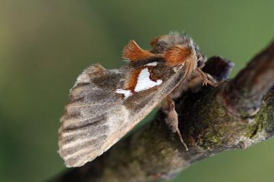 Spatalia argentina