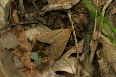 Dysauxes ancilla