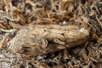 Stilbia anomala