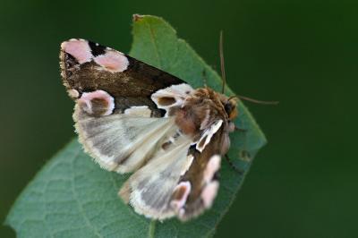 Thyatira batis