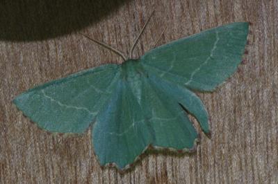 Thalera fimbrialis