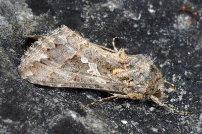 Trichoplusia ni