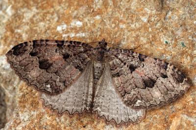 Triphosa dubitata