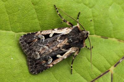 Xestia agathina