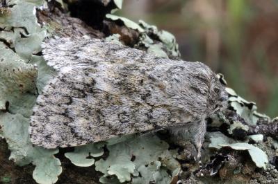 Acronicta euphorbiae