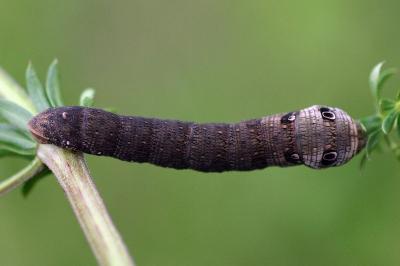 Deilephila porcellus