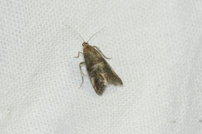 Acrobasis