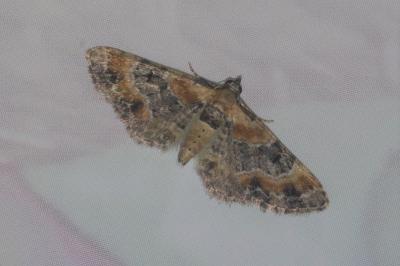 Eupithecia