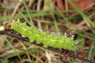 Saturnia pyri