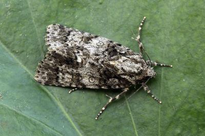 Acronicta rumicis
