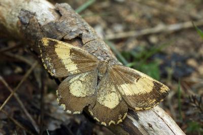Angerona prunaria