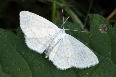 Cabera exanthemata