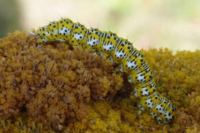Cucullia tanaceti