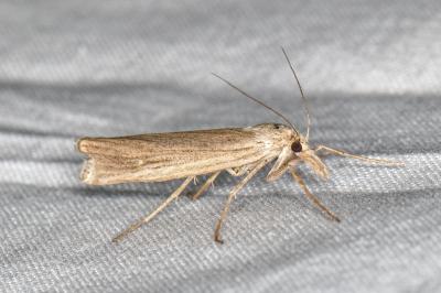Ancylolomia
