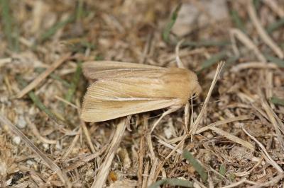 Mythimna litoralis