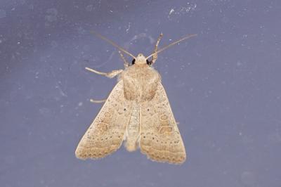 Hoplodrina