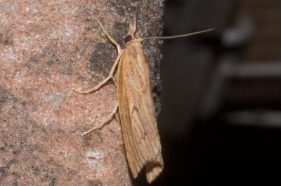 Pediasia contaminella