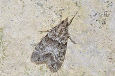 Eudonia mercurella