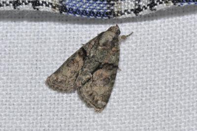 Cryphia
